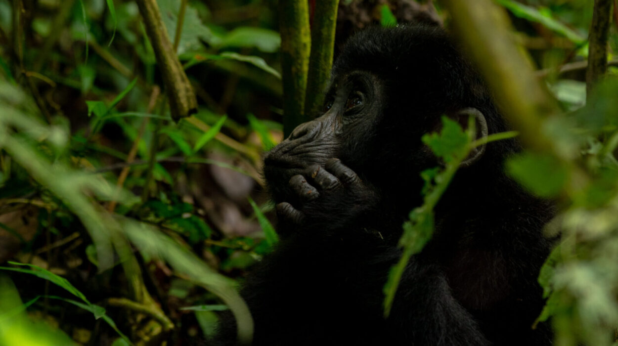 Mountain Gorillas Survived Covid
