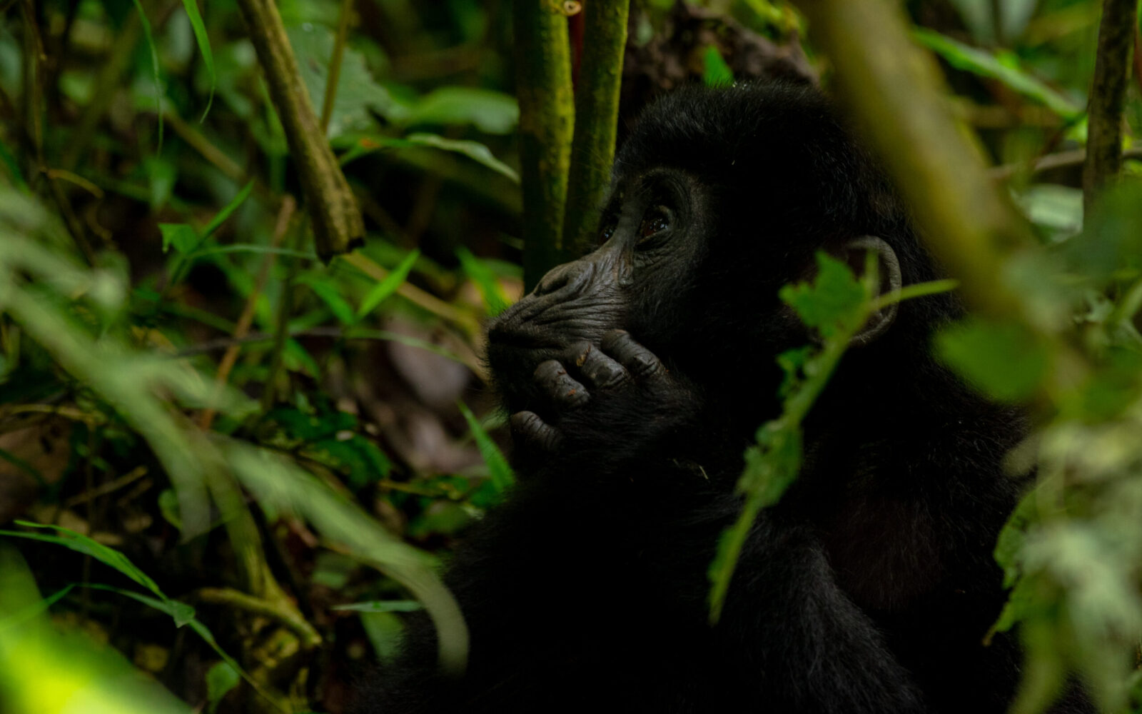 Mountain Gorillas Survived Covid