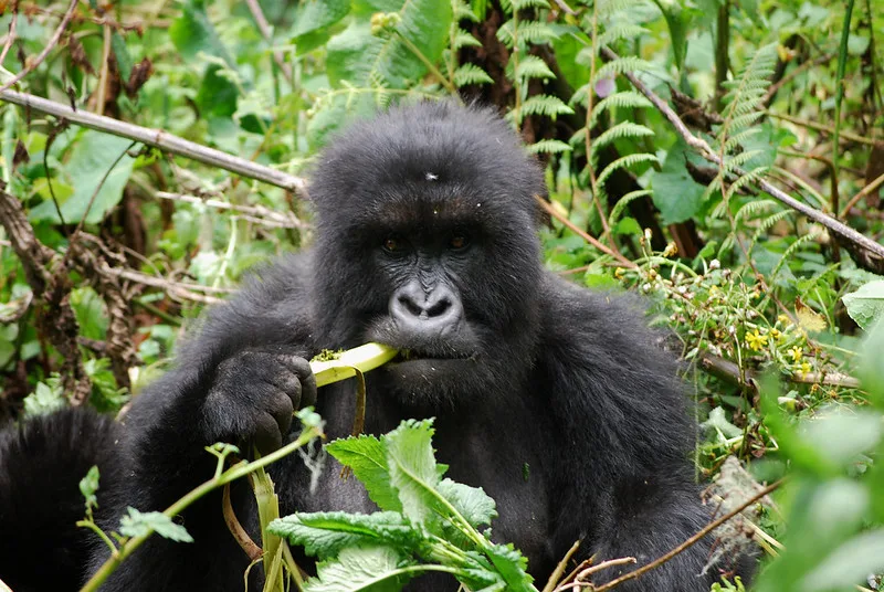 Mountain gorillas and ecotourism