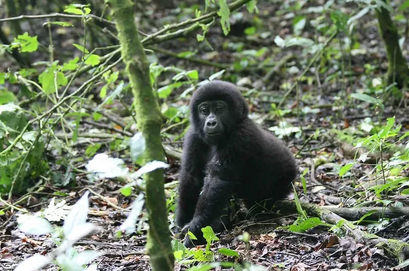 My First time in Bwindi National Park.