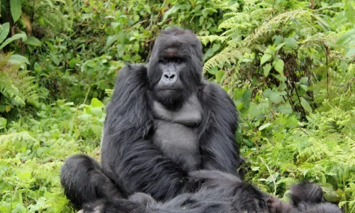 New Year’s Gorilla Habituation Experience In Uganda