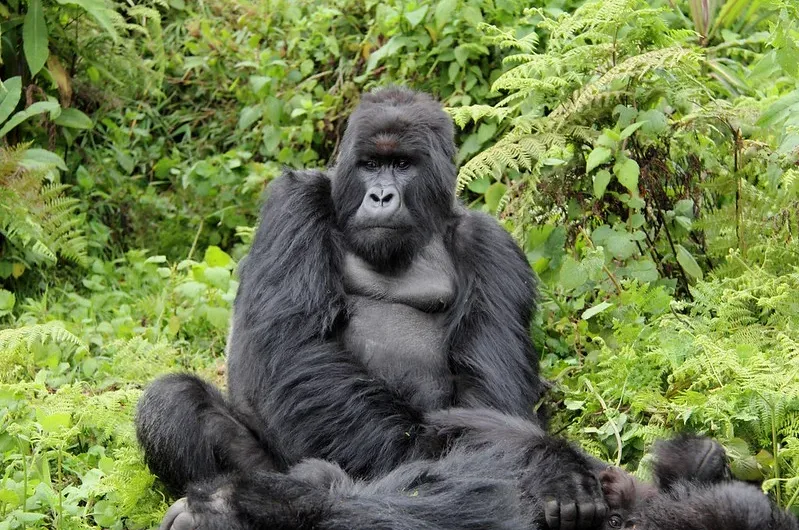 New Year’s Gorilla Habituation Experience In Uganda