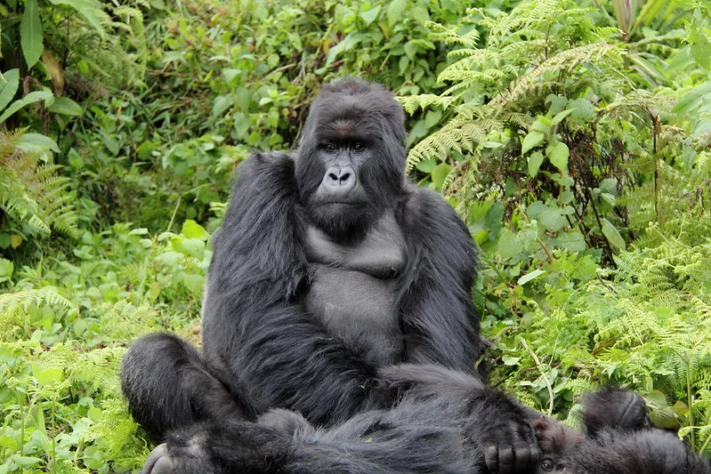 New Year’s Gorilla Habituation Experience In Uganda