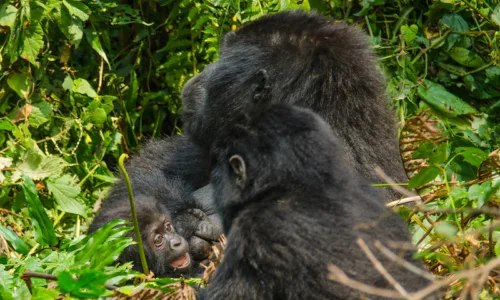 New Year’s gorilla and chimpanzee trekking in Uganda and Rwanda