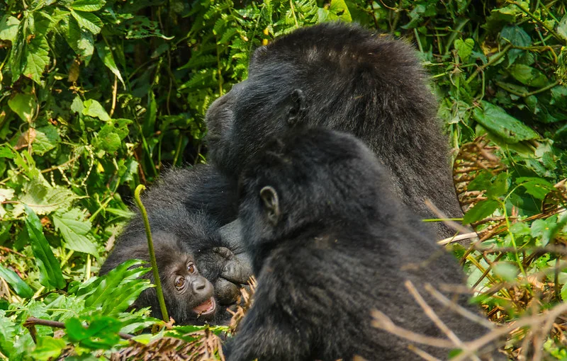 New Year’s gorilla and chimpanzee trekking in Uganda and Rwanda