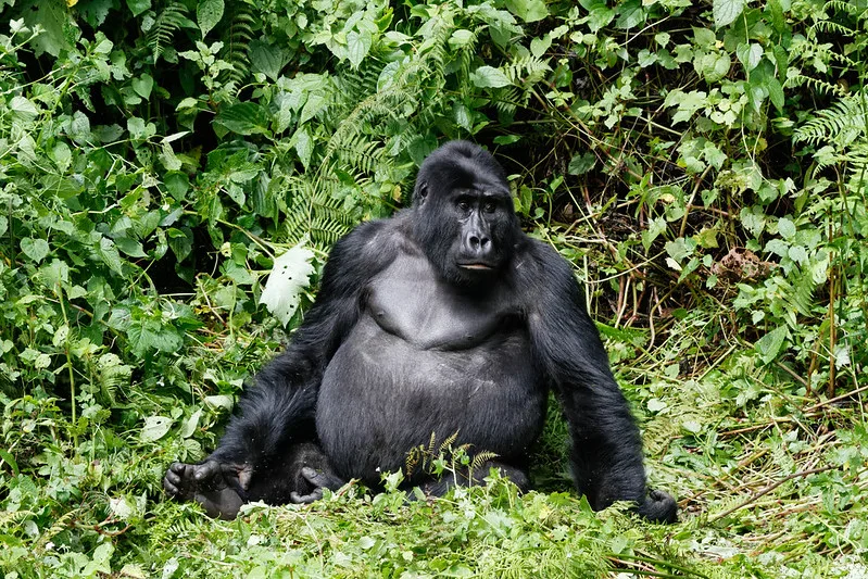 New year gorilla and chimpanzee habituation experience in Bwindi and Kibale NPS