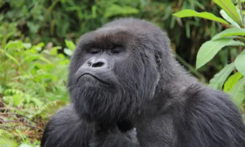 New year’s gorilla trekking in Uganda and Rwanda