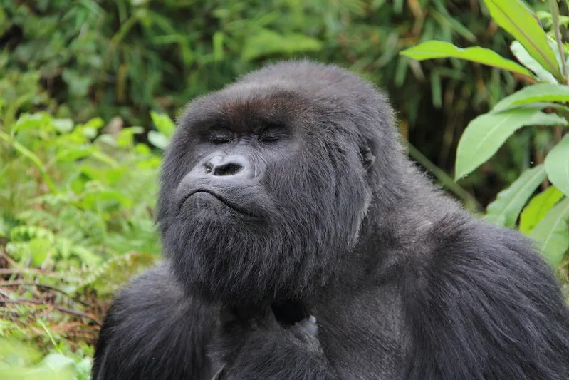 New year’s gorilla trekking in Uganda and Rwanda