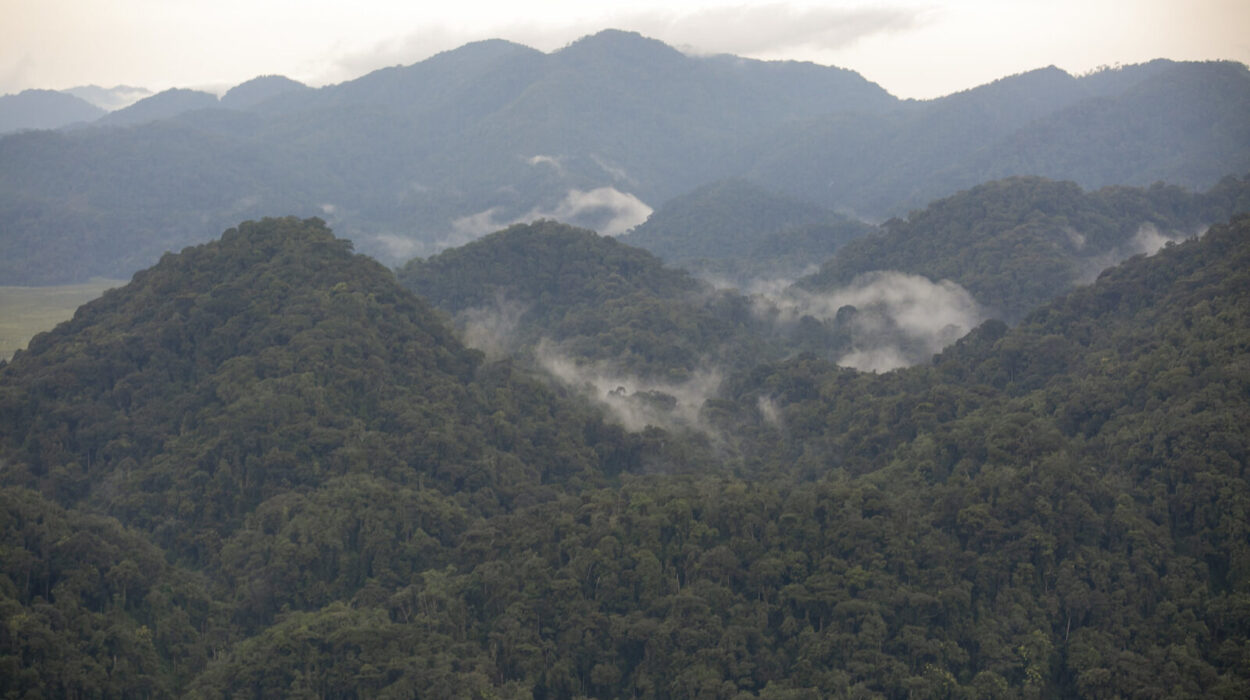 Nyungwe National Park