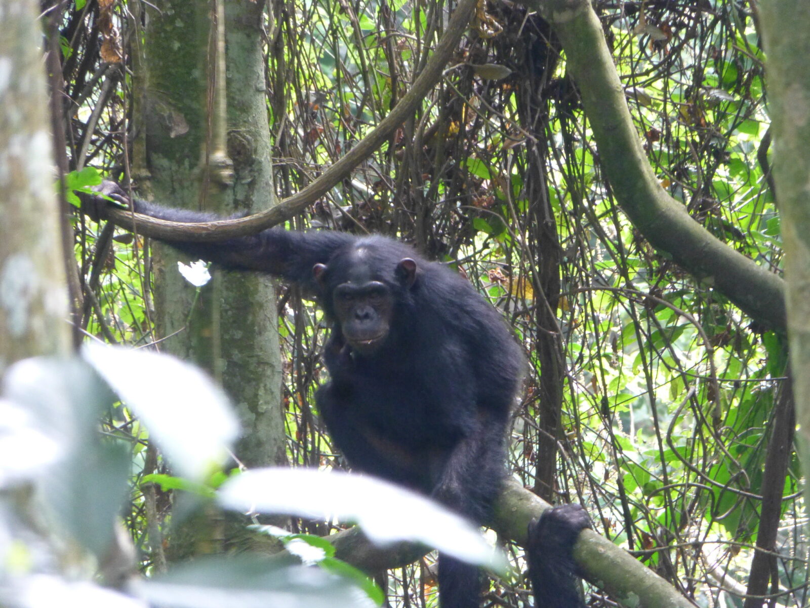Nyungwe National Park 