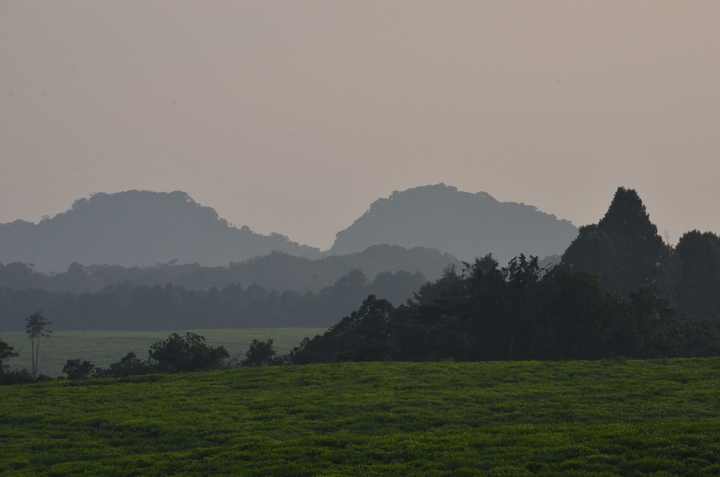 Nyungwe National Park Rwanda