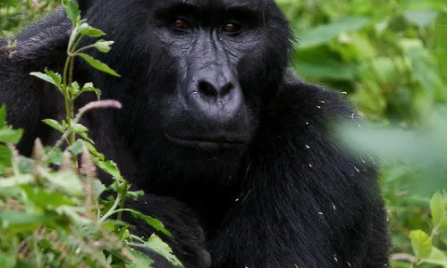 Organizing a gorilla trekking tour to Uganda or Rwanda.