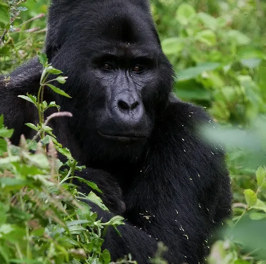 Organizing a gorilla trekking tour to Uganda or Rwanda.