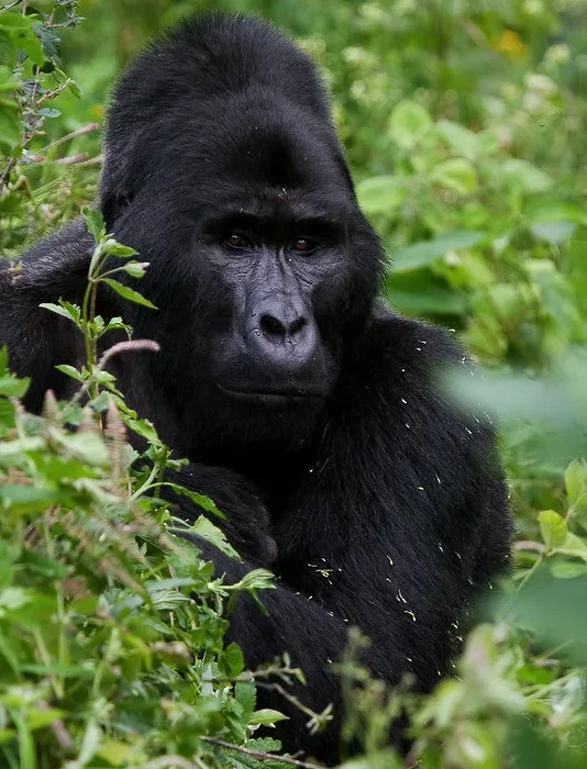 Organizing a gorilla trekking tour to Uganda or Rwanda.