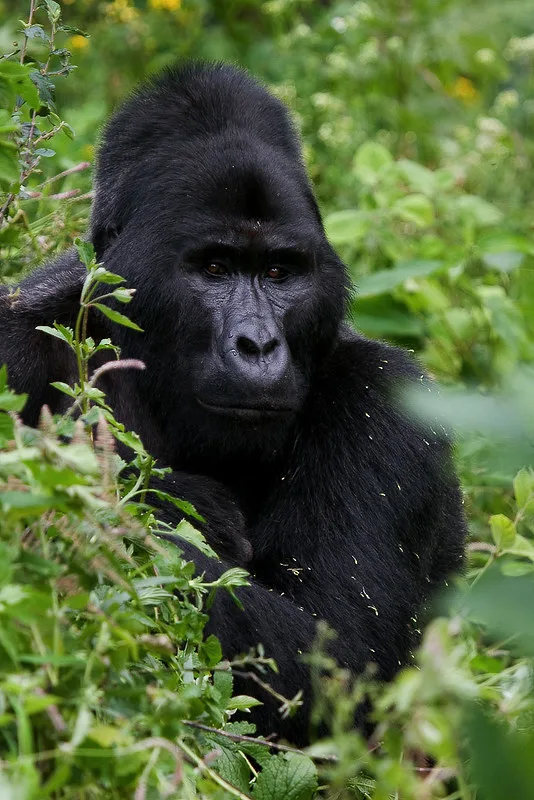 Organizing a gorilla trekking tour to Uganda or Rwanda.