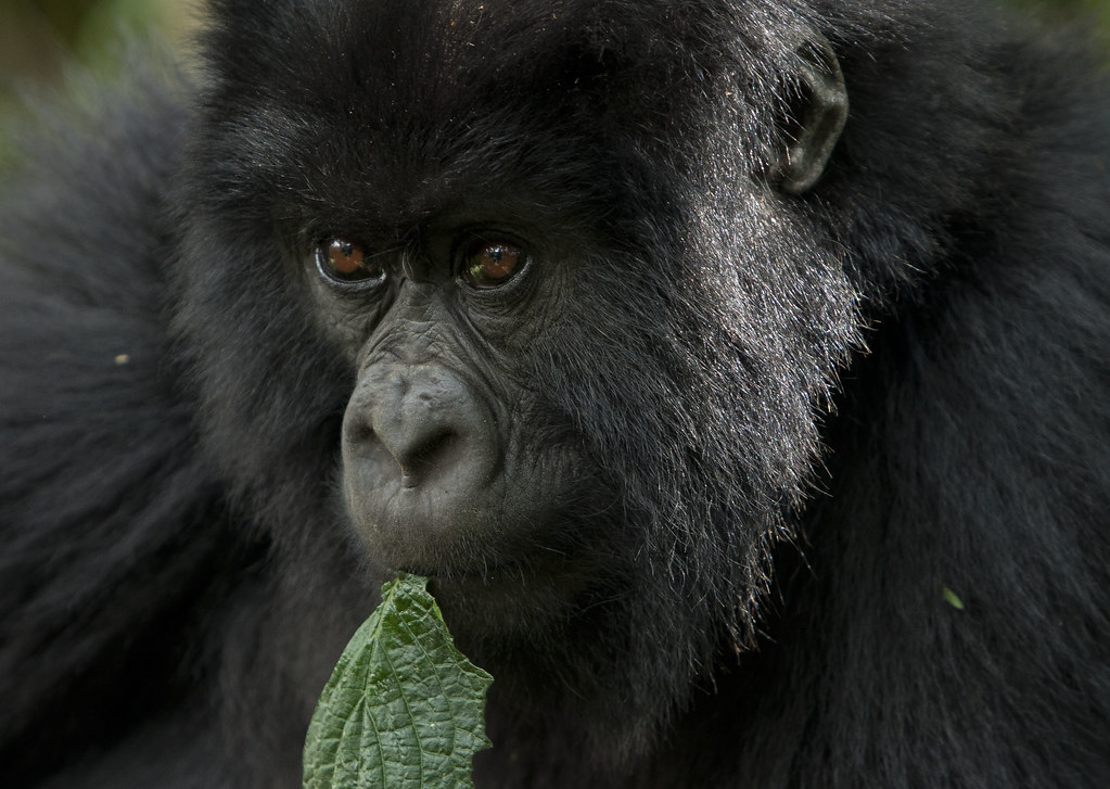 Gorilla permit in Uganda