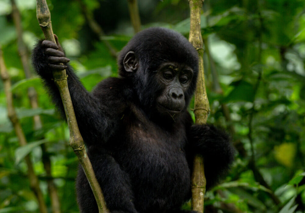 Plan a gorilla trekking honeymoon