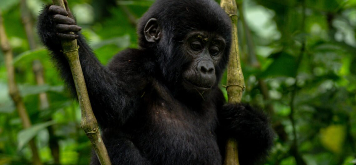 Plan a gorilla trekking honeymoon