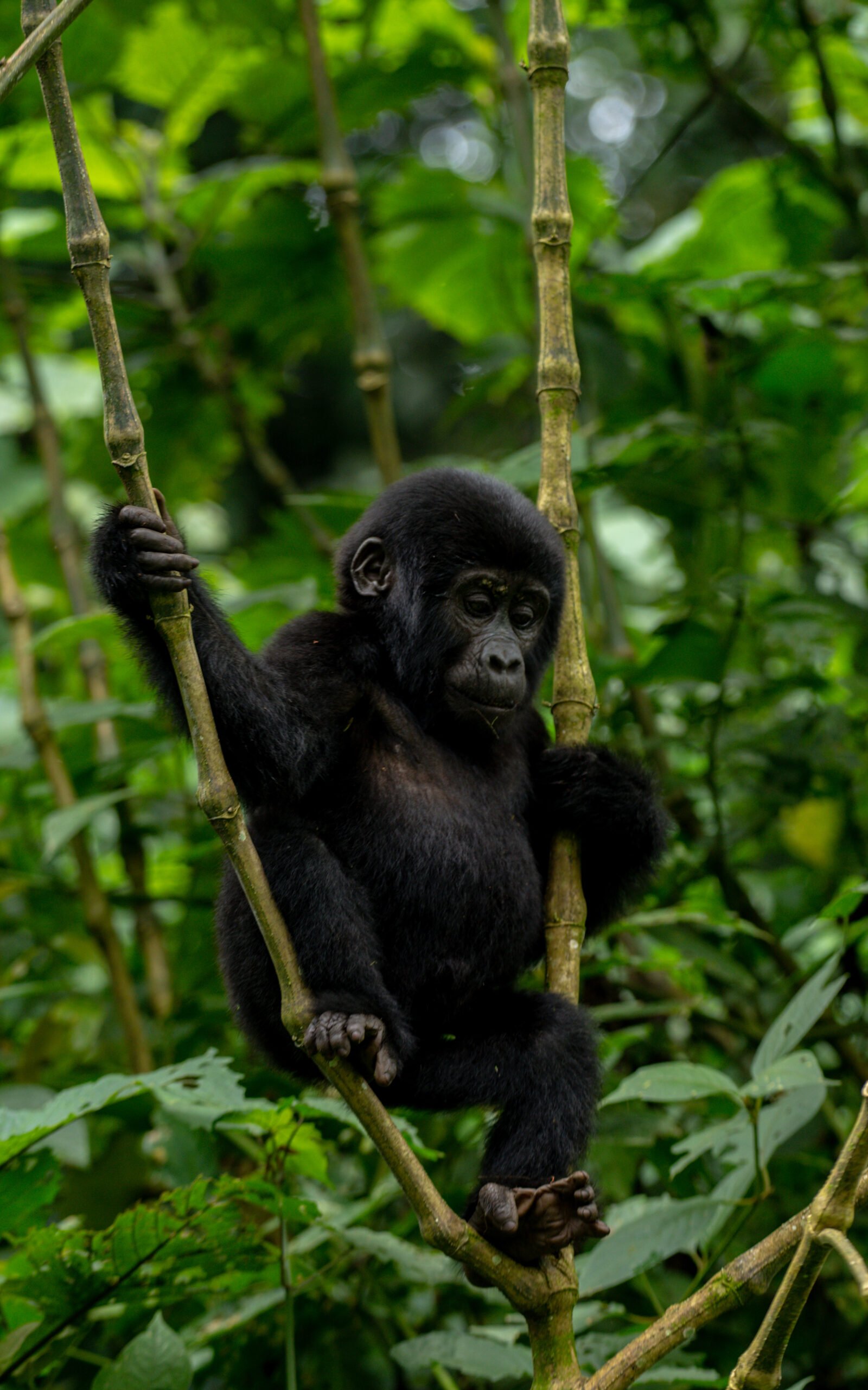 Plan a gorilla trekking honeymoon