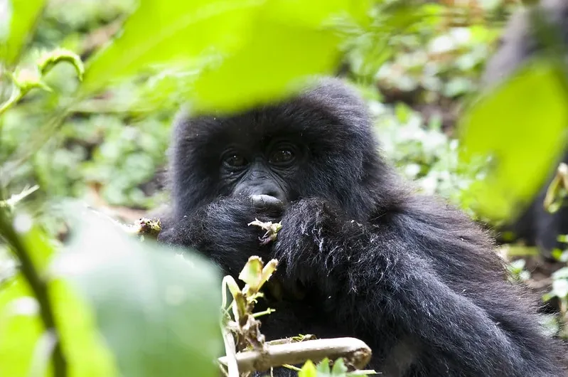 Planning a Gorilla trekking safari on Christmas in Rwanda and Uganda