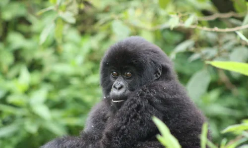 Planning a gorilla trekking holiday for your family in Uganda and Rwanda