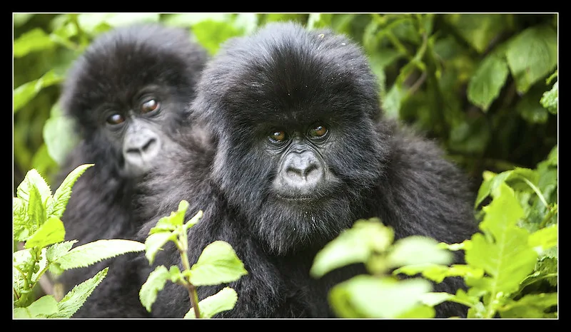 Popular stopovers on your way to see gorillas in Bwindi and Mgahinga