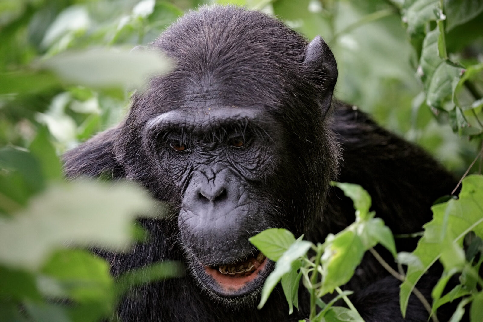 Primate Safaris in Africa