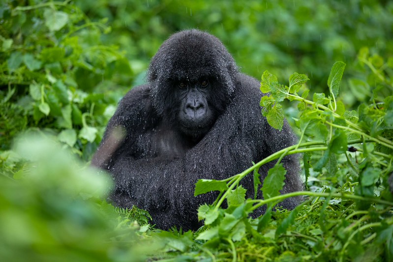 Purchasing Uganda gorilla permits 