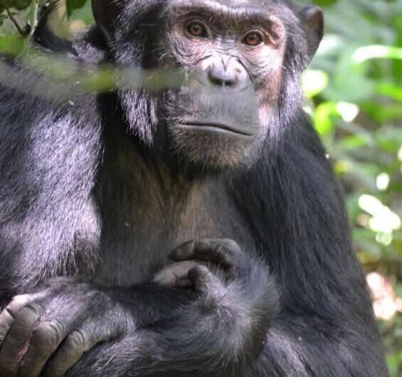 Reasons To Visit Kibale National Park