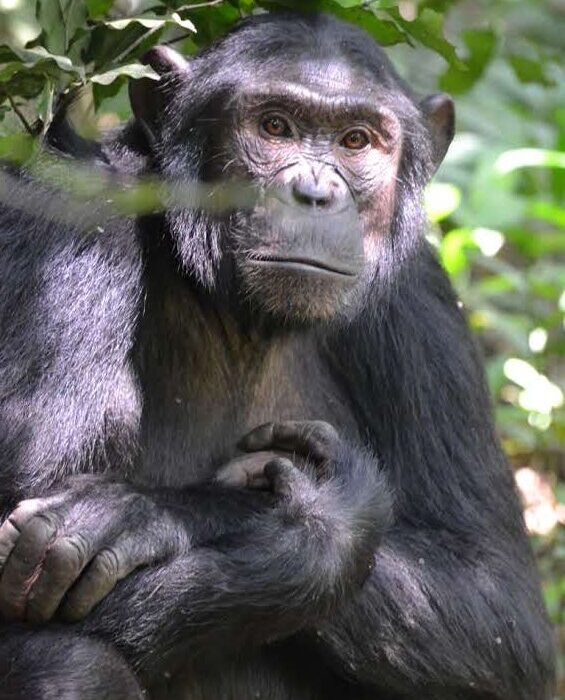 Reasons To Visit Kibale National Park