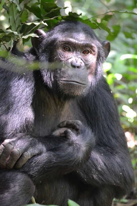 Reasons To Visit Kibale National Park