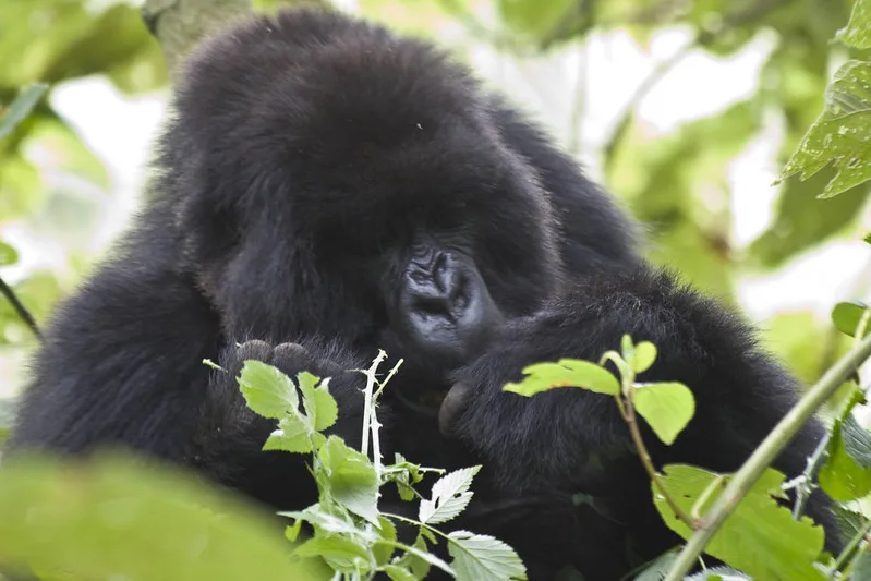 Rwanda Gorilla Permit Price For Foreigners, Foreign Residents And East Africans