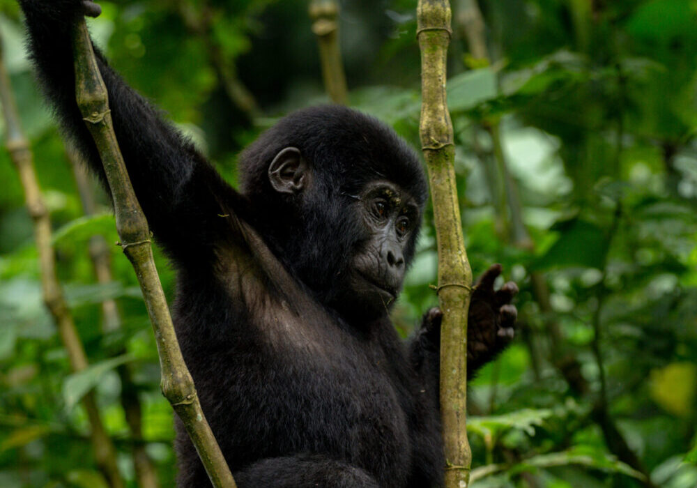 Rwanda Gorilla Permit Price.