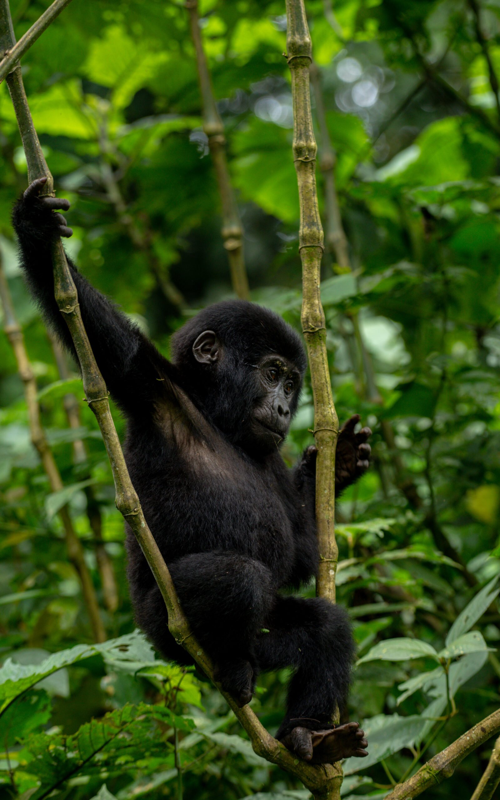 Rwanda Gorilla Permit Price.
