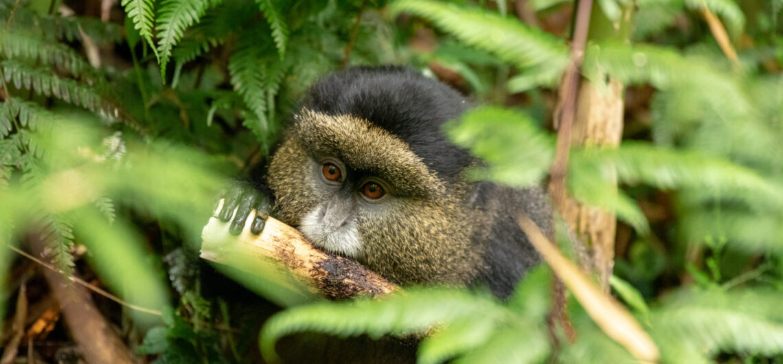 Rwanda a Safari Destination in Africa