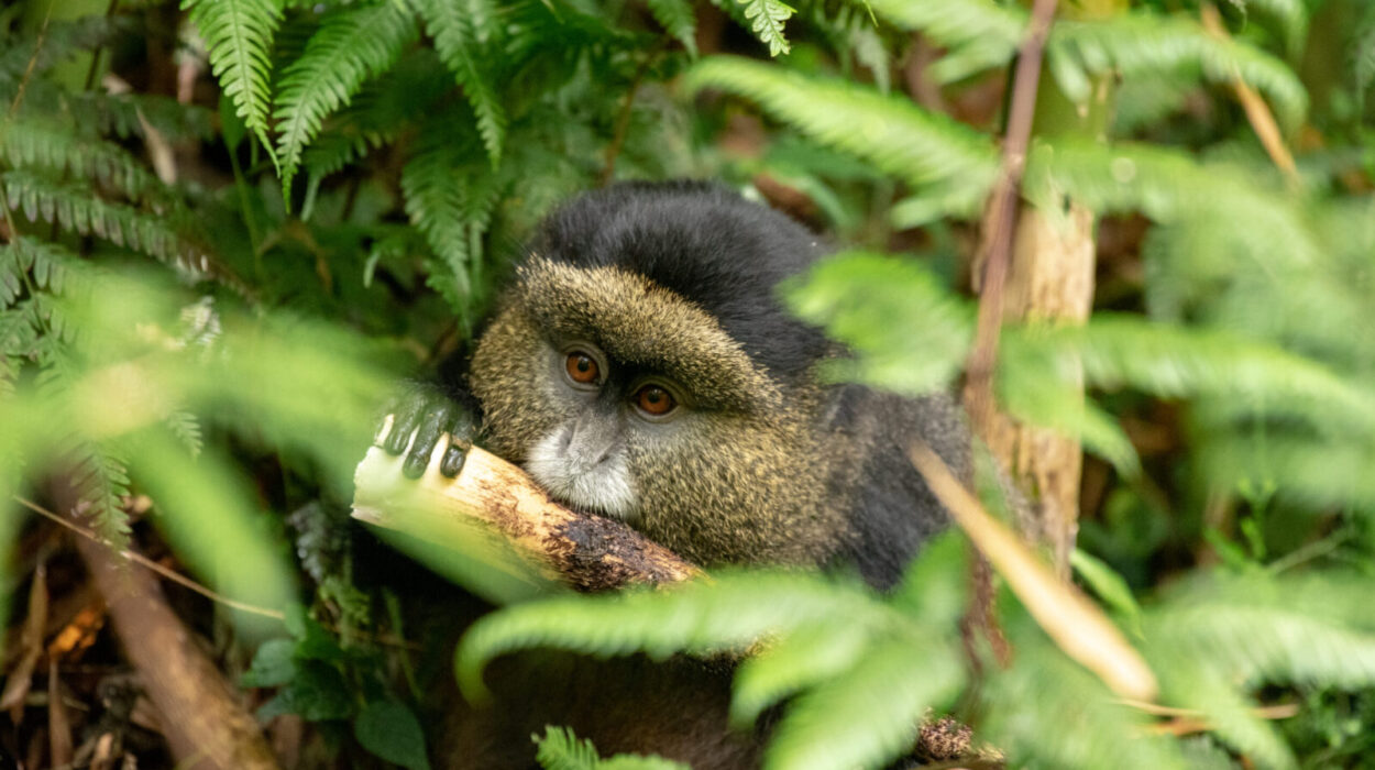 Rwanda a Safari Destination in Africa