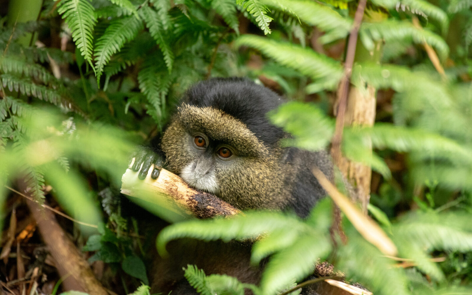 Rwanda a Safari Destination in Africa