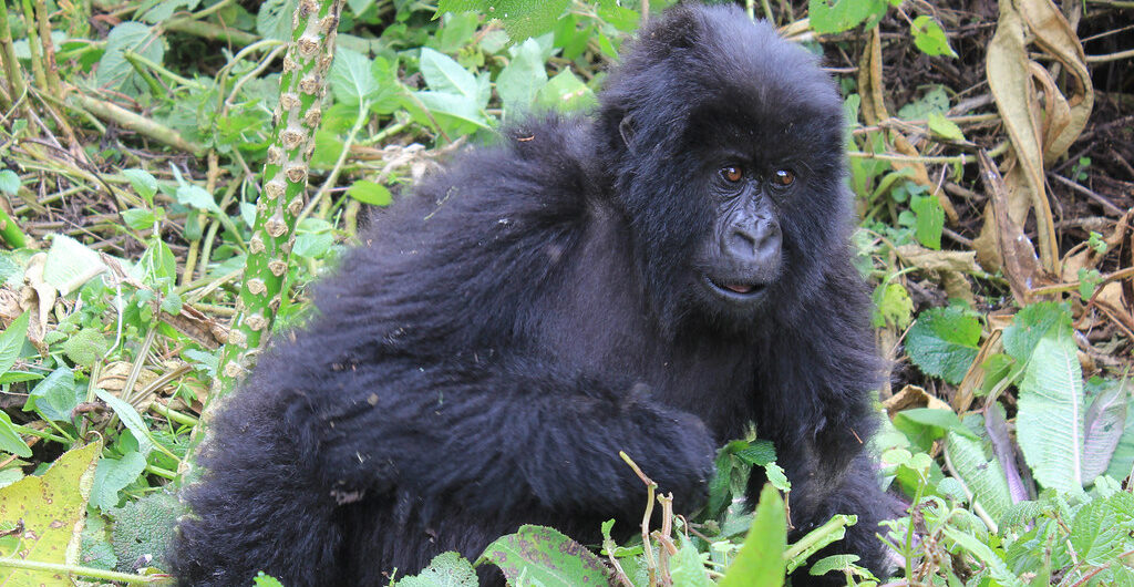 Securing Rwanda Gorilla permits