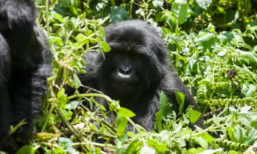 Status Of Rwanda Gorilla Trackers