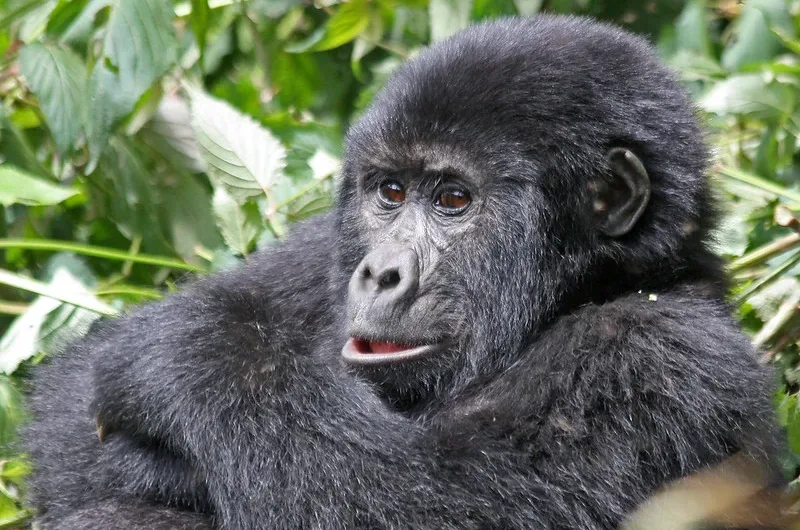 Staying in Buhoma and trekking gorillas in Ruhija.