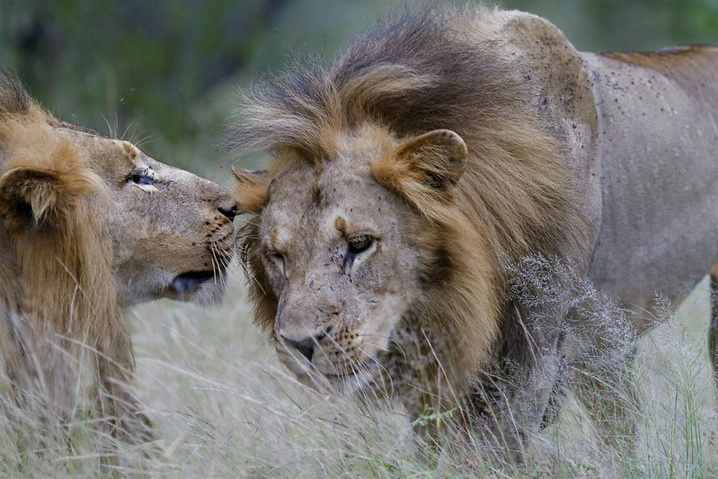 Things To Do In Akagera National Park On Honeymoon