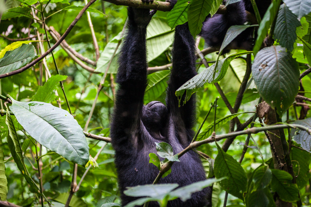 Things To Do In Volcanoes National Park