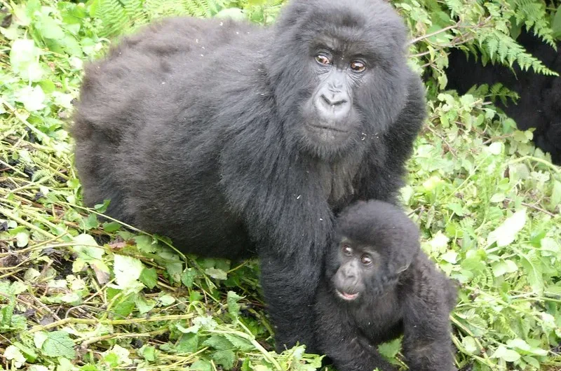 Things to consider when booking a solo gorilla trekking safari in Uganda and Rwanda