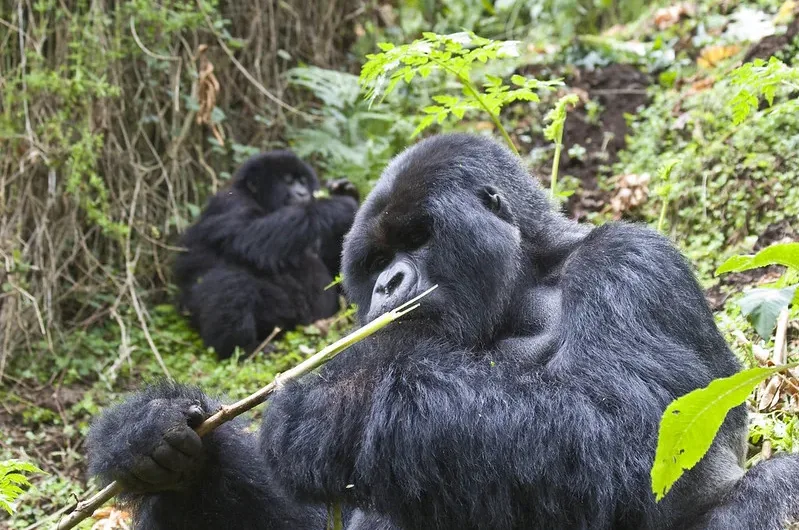 Tracing the history of gorilla trekking in Uganda and Rwanda