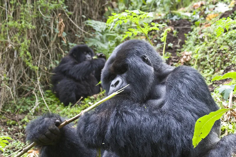 Tracing the history of gorilla trekking in Uganda and Rwanda