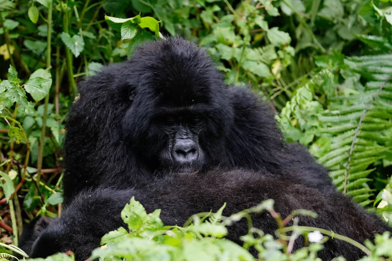 Tracing the history of gorilla trekking in Uganda and Rwanda