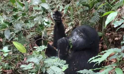 Trekking gorillas in Uganda and Rwanda during dry season.