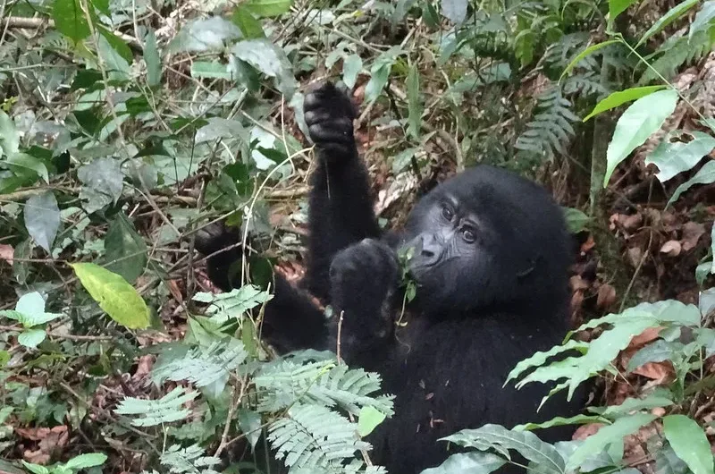 Trekking gorillas in Uganda and Rwanda during dry season.