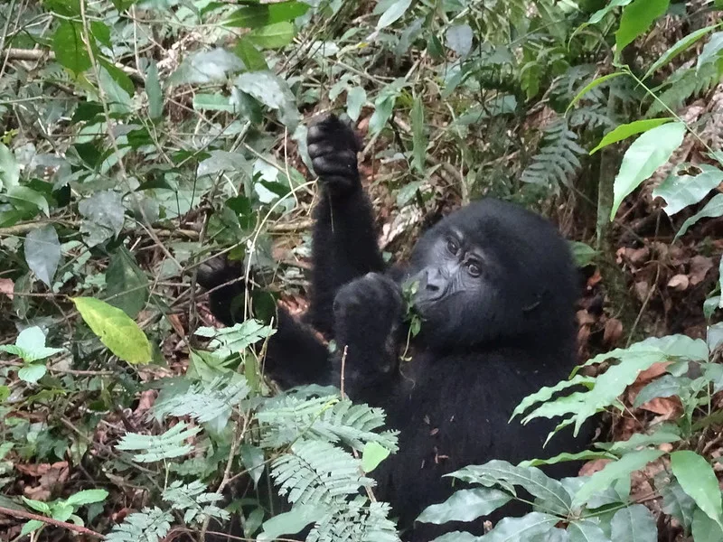 Trekking gorillas in Uganda and Rwanda during dry season.