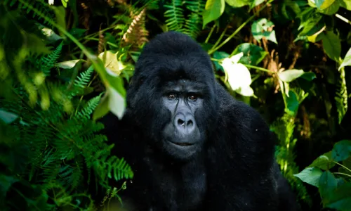 Trekking gorillas in Uganda and Rwanda during the rainy season.